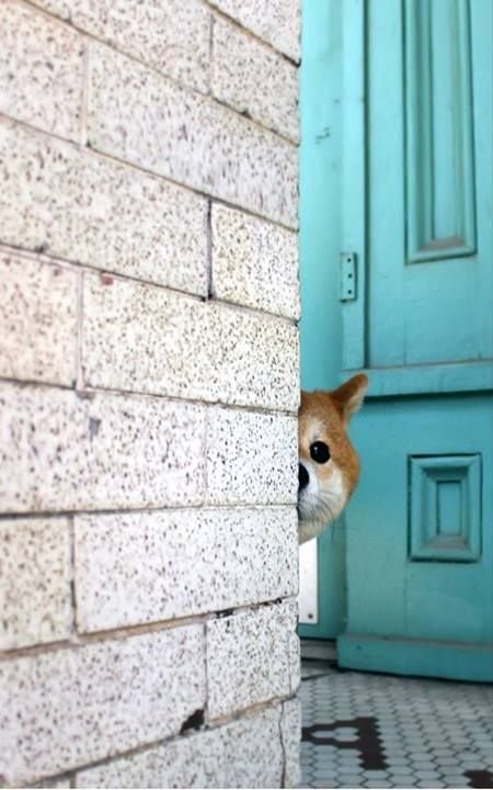 Собака выглядывает из за угла