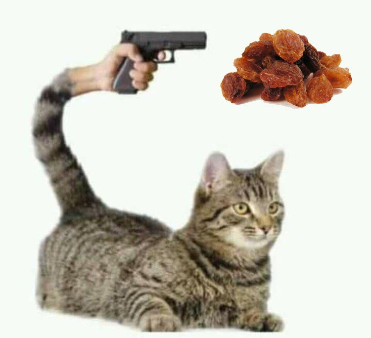 Котя с пистолетом