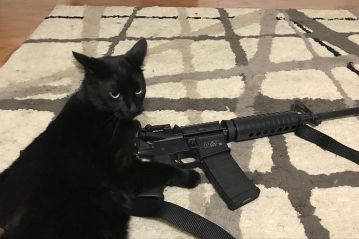 Коты с оружием