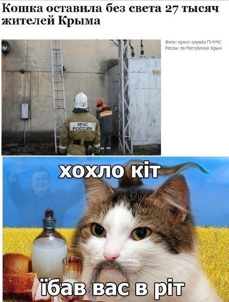 Украинский коты мемы
