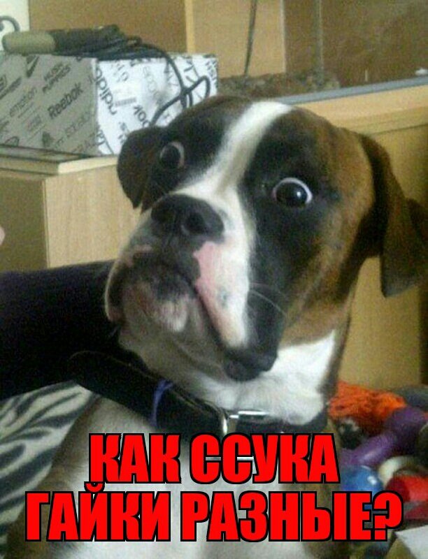 Собака в шоке