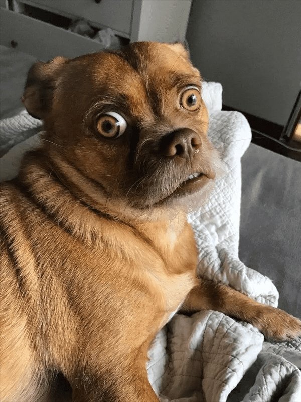 Эмоции животных