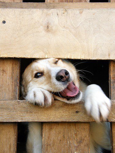 Выглядывает из за забора