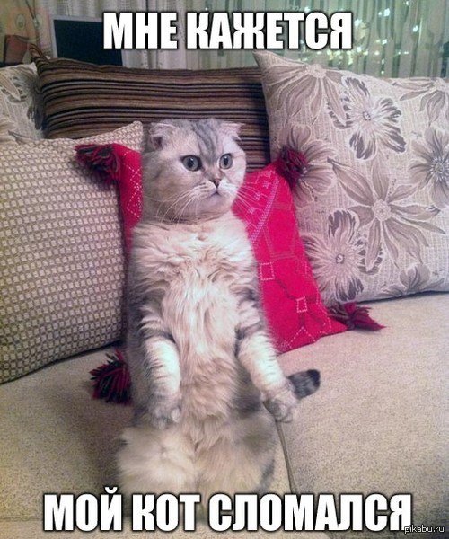 Кот поломался
