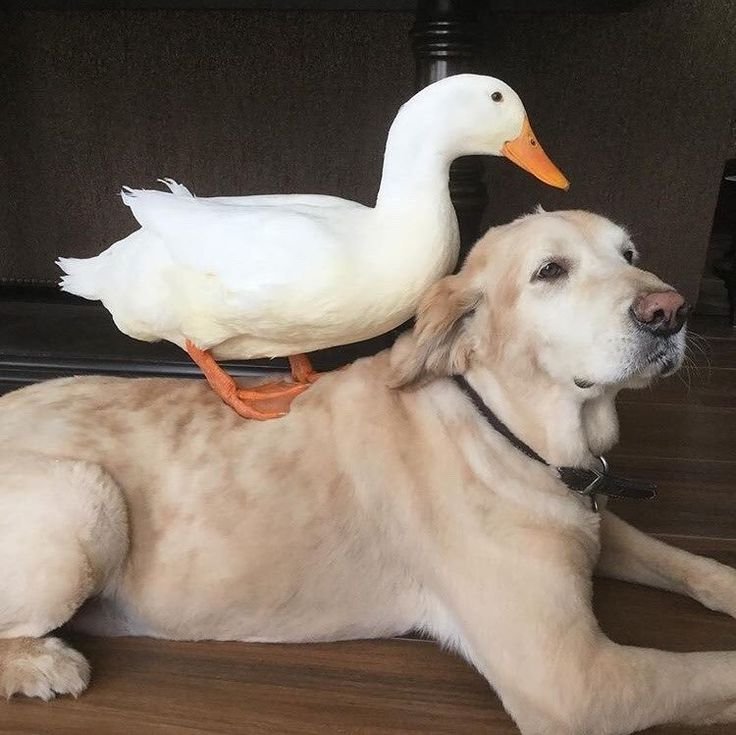Щенок и Гусь