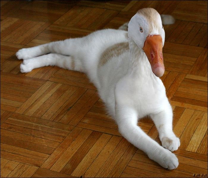 Кот гуся