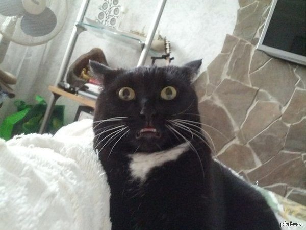 Сломанные коты