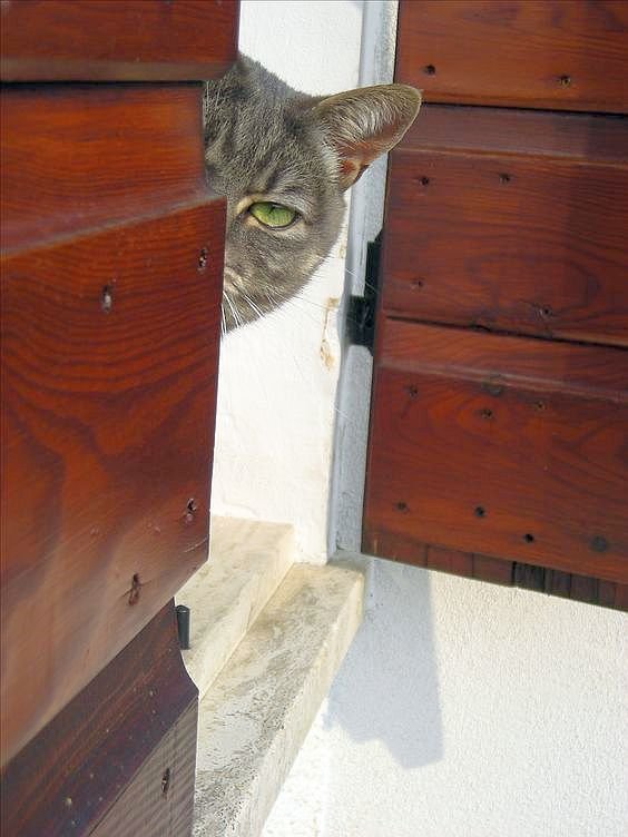 Кот выглядывает из-за угла