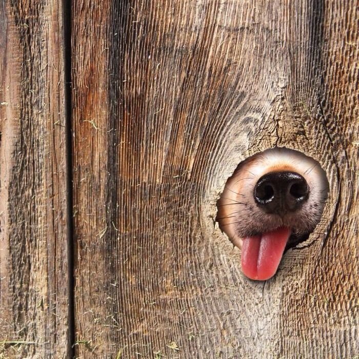 Глазок для собак в заборе