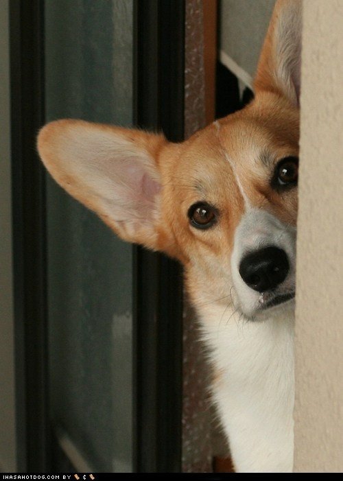 Собака выглядывает