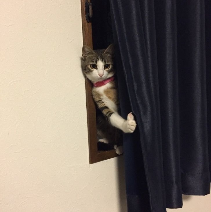 Кот за шторкой