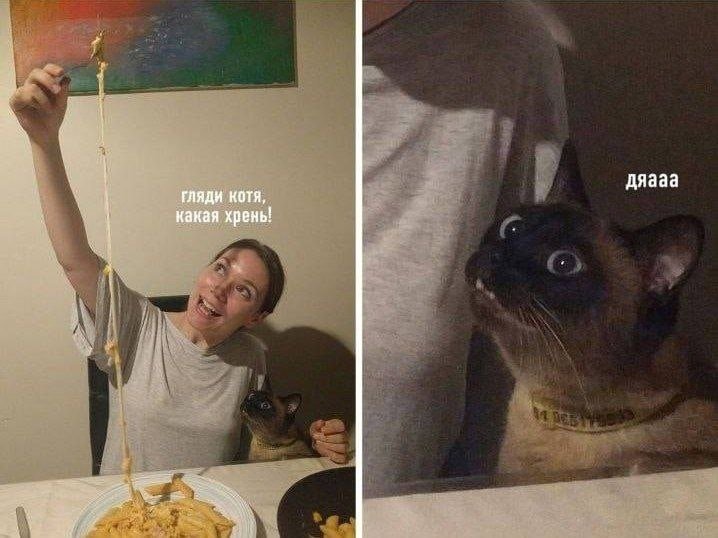 Мем кот пора