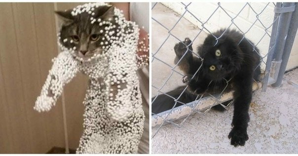 Кот поломался