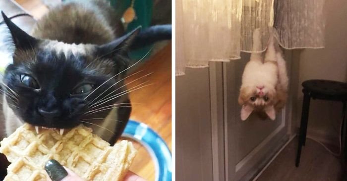 Сломанный кот Мем