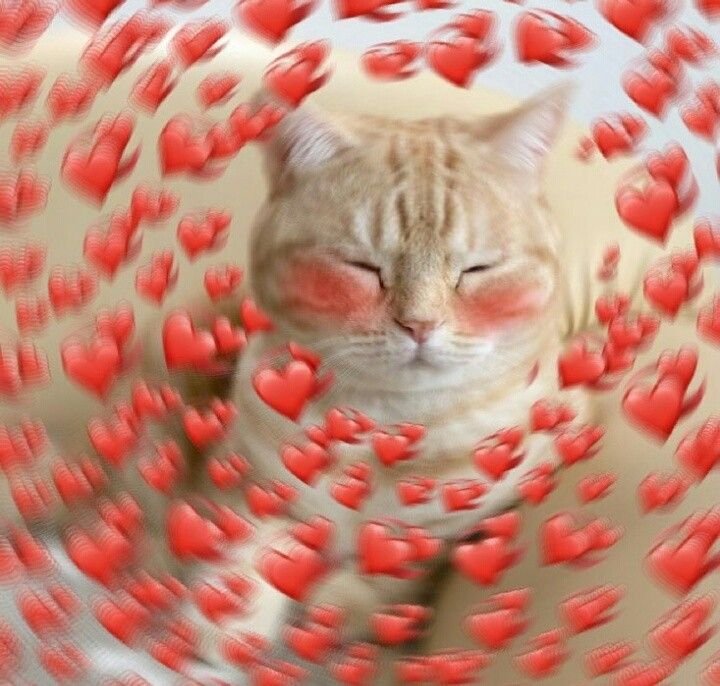 Милые котята с сердечками