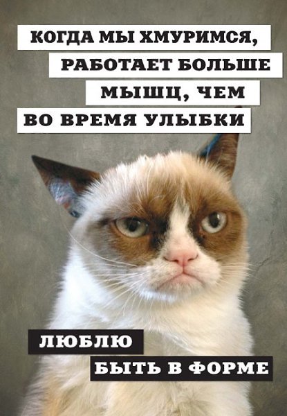 Угрюмый кот приколы