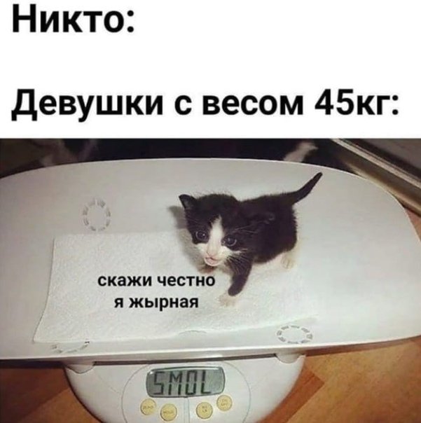 Мемы с котятами