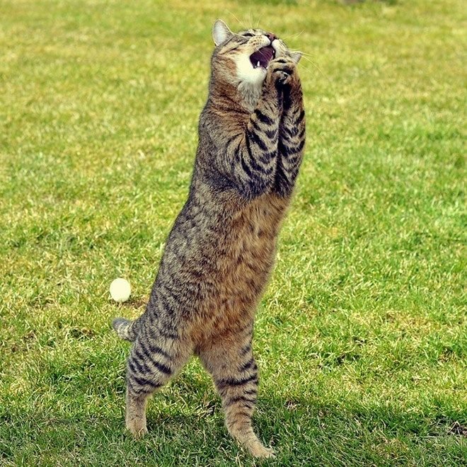 Котик молится