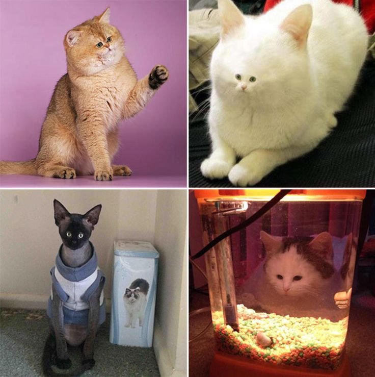 Настоящий котенок