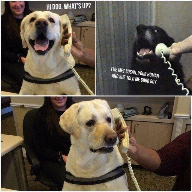 Собака и парень