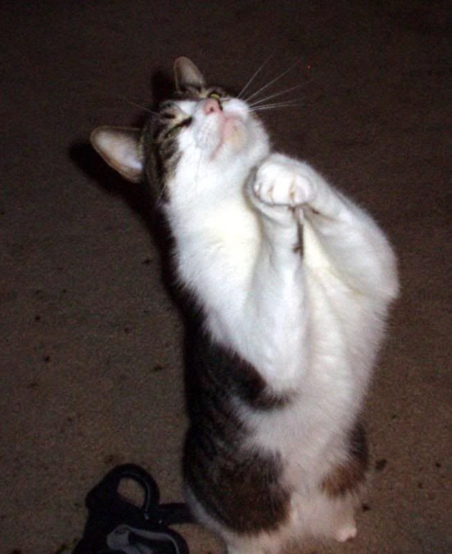 Молящий котик