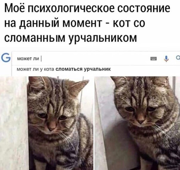 Сломанный кот Мем
