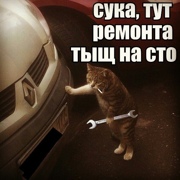 Кот ремонтирует машину
