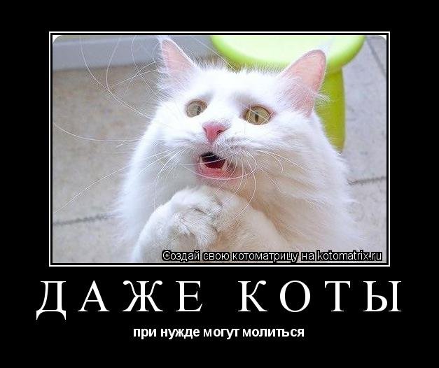 Кот молится смешные