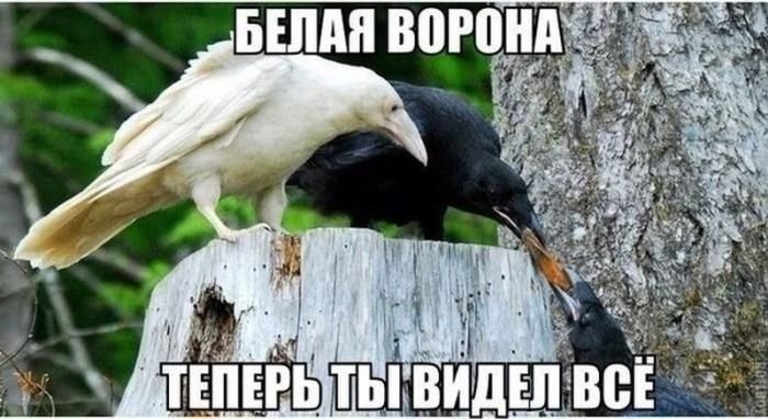 Приколы про птиц с надписями