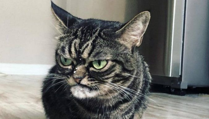 Хмурая кошка