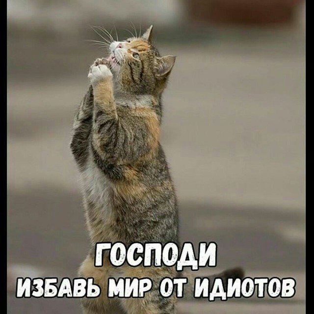 Кот молится