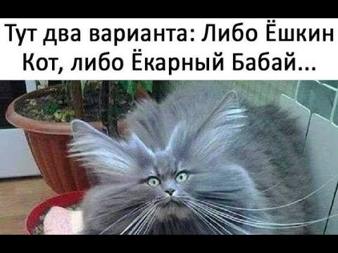 Как выглядит Ешкин кот
