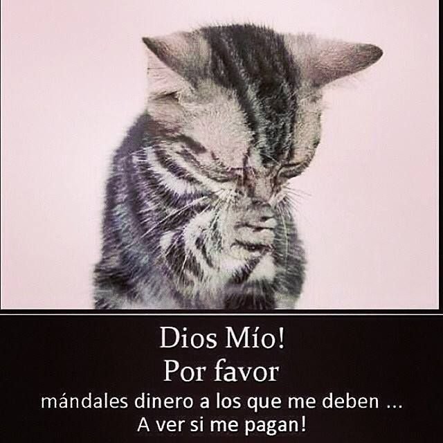 Котик просит прощения