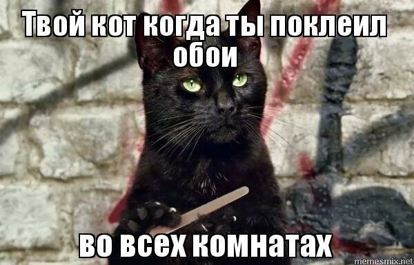 Черный кот с пилочкой