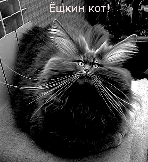 Ёшкин кот порода