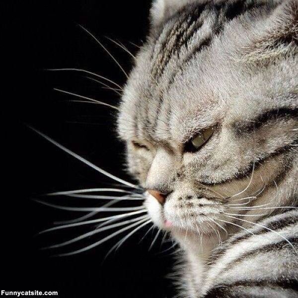 Серьезная морда