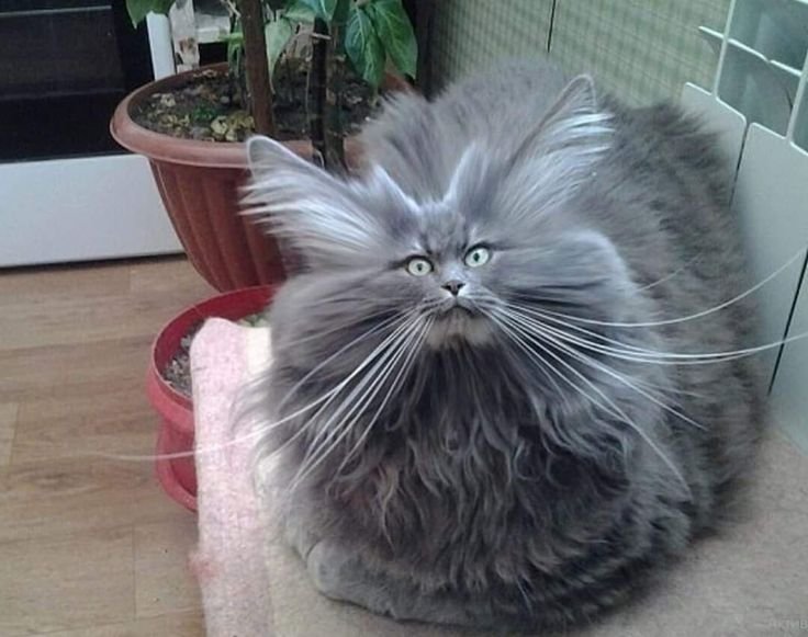 Очень смешные коты до слёз