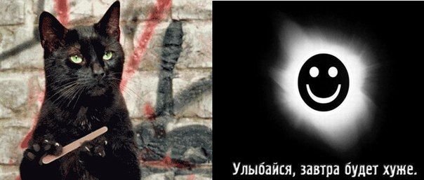 Черная кошка пилит ногти