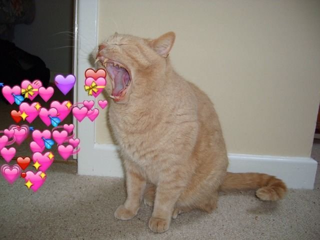 Котик с сердечком