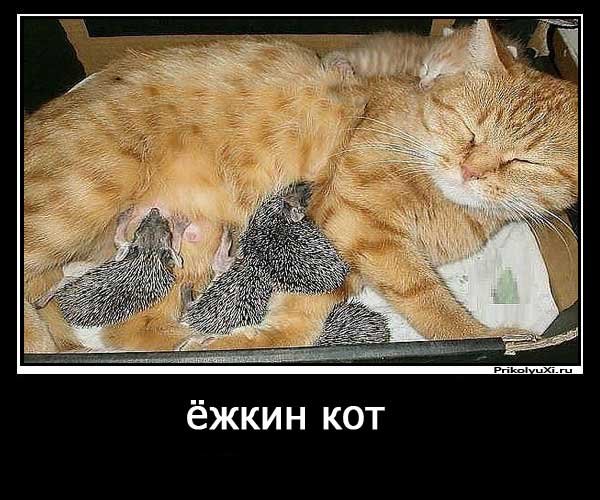 Ешкин кот картина