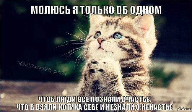 Кот молится