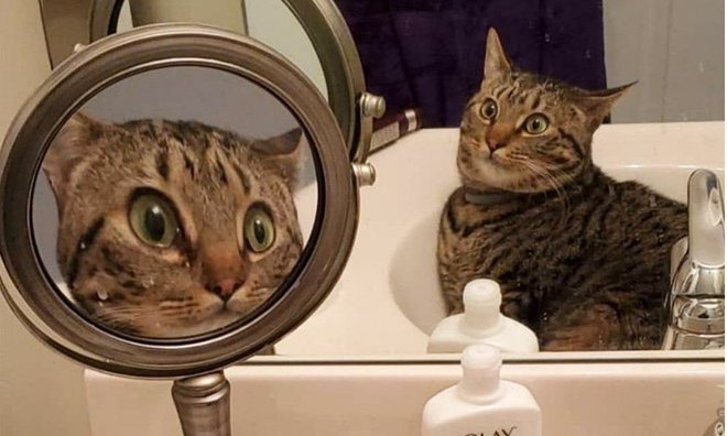 Кот перед зеркалом