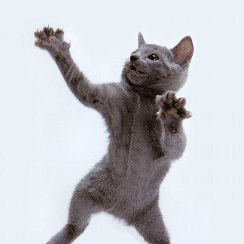 Танцующие котики