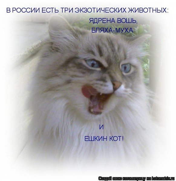 Бляха- Муха Ешкин кот и