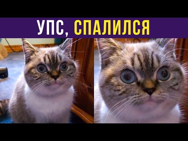 Котик упс