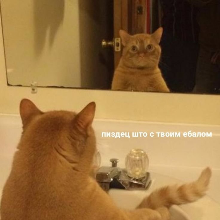 Кот в зеркале Мем