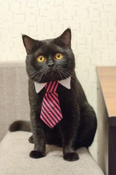 Деловой кот