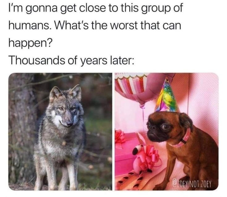 Подойду к людям волк