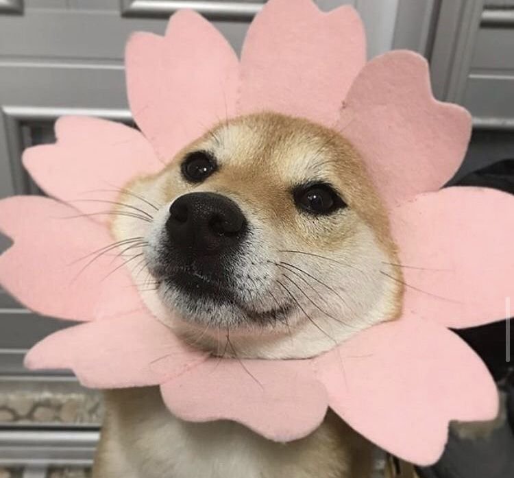 Мемы с собаками