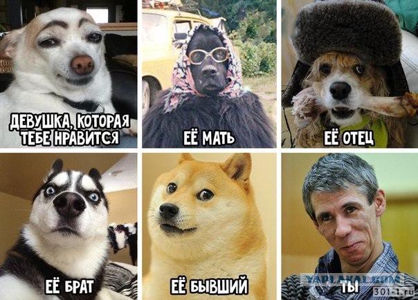 Мемчики с собаками